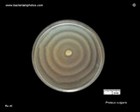 proteus vulgaris swarming